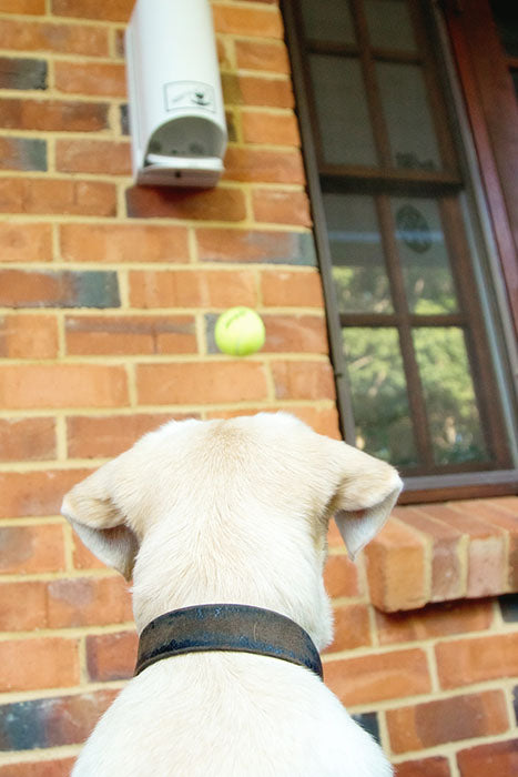 Tricky Treats – Dog Treat Dispenser